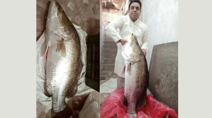 টেকনাফে সাড়ে ২২ কেজি ওজনের কোরাল মাছ বিক্রি ২৫ হাজার ৫০০ টাকায়